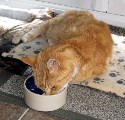 Ginger cat eating from food bowl