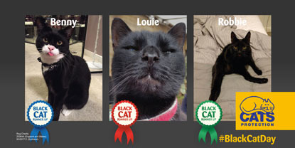 Black Cat Day 2016 runners up - three black cats in collage