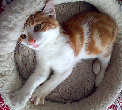 ginger and white tabby kitten in cat bed