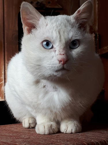 white cat crouching down