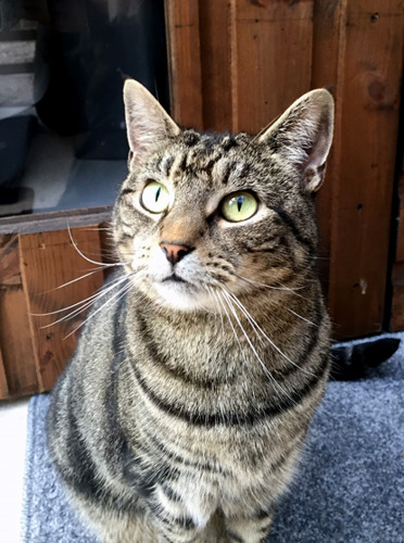 tabby cat in outdoor pen