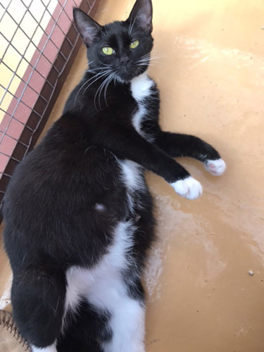 black and white cat heavily pregnant