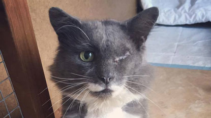 one-eyed grey and white cat