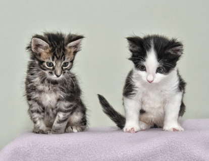 tabby and black-and-white kittens with Syndactylism