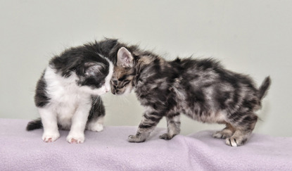 two kittens with Syndactylism bumping heads