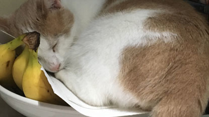 ginger and white cat asleep in fruit bowl