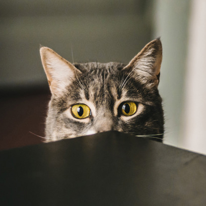 tabby cat peeping over a table top
