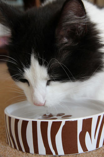 black and white cat drinking from water bowl