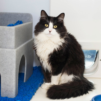 black and white cat sitting in adoption centre pen