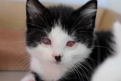 black and white kitten with red sore eyes