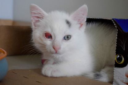 white and black kitten with red sore eyes