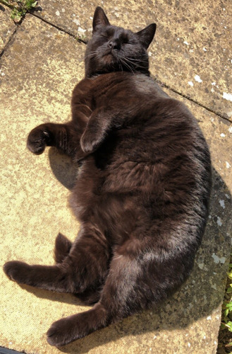 black cat lying on patio in the sun