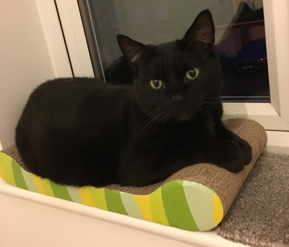 black cat sitting on cardboard scratching mat