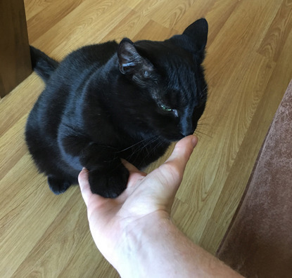 black cat putting its paw in man's hand
