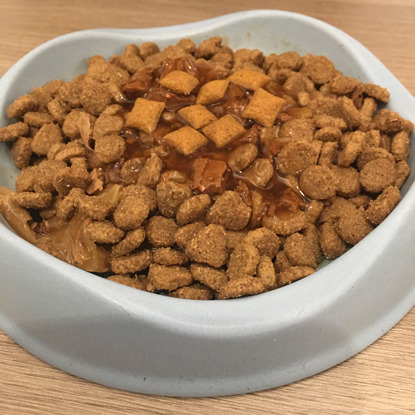 bowl of cat food biscuits