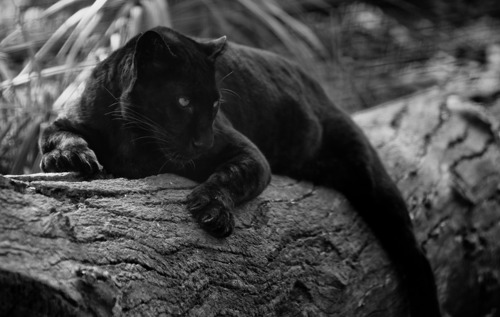 black panther on log