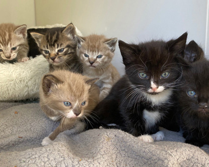 four grey-and-white kittens and three black-and-white kittens