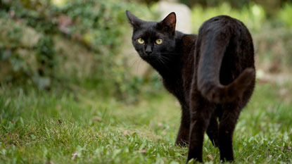 black cat on grass