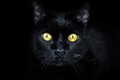 Can Cats See In The Dark?