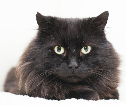 longhaired black cat lying down on white blanket