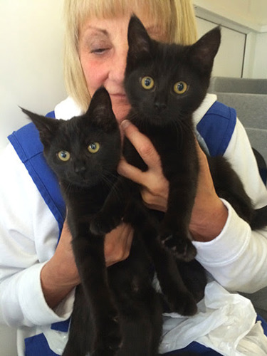 blonde woman holding two young black cats