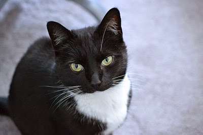 Black cat with white chest sitting on carpet