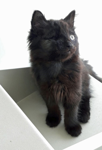 black long-haired kitten with missing eye