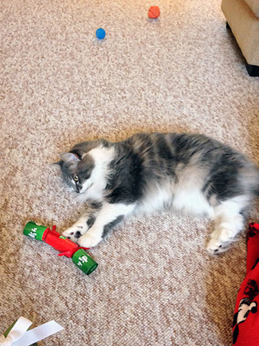 white and grey cat playing with Christmas cracker