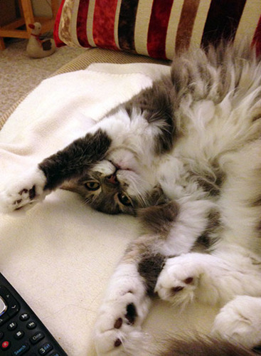 grey and white cat lying upside down