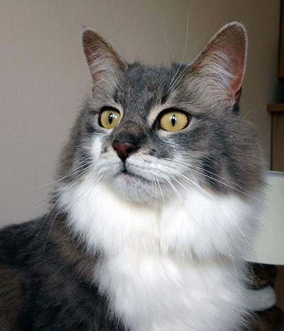 grey tabby and white long-haired cat