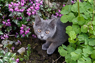 blue grey kitten next to purple flowers in garden