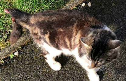 tabby and white cat with injured tail