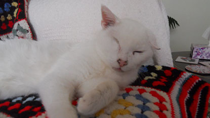 white cat sleeping on multicoloured blanket