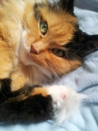 tortoiseshell cat lying on back