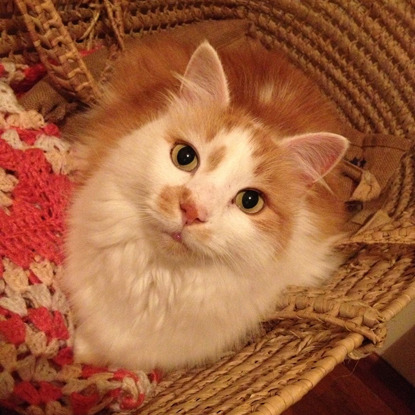 ginger and white longhaired cat in Moses basket