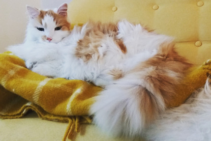 ginger and white longhaired cat on yellow chair