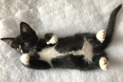 black and white polydactyl kitten lying on back on bed