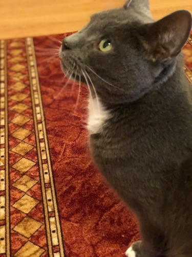grey cat sitting on red rug