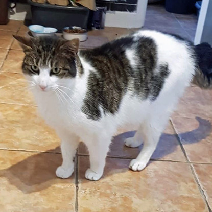 tabby and white cat standing on tiled floor