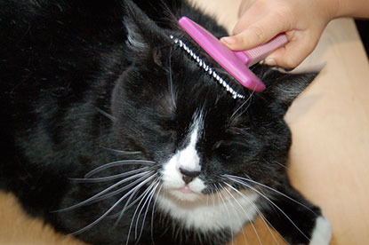 brushing black and white cat