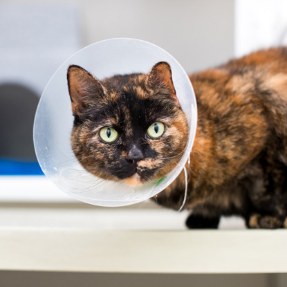 Tortoiseshell cat wearing an Elizabethan collar