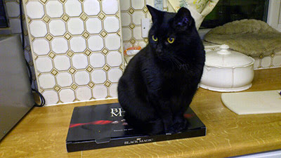 black cat sitting on box of Black Magic chocolates