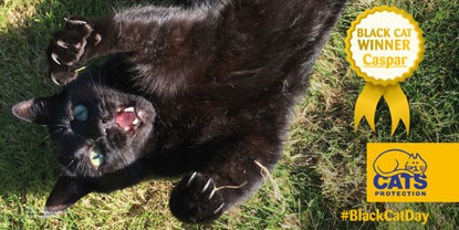 Black Cat Day 2016 winner: black cat lying on back on grass with claws showing