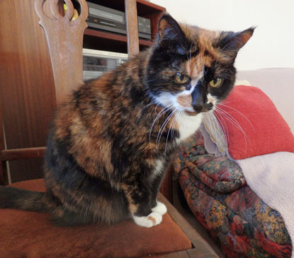 tortoiseshell and white cat sitting on wooden chair