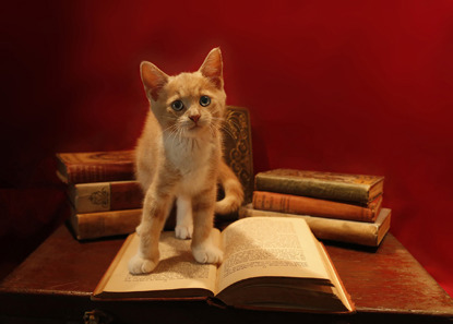 ginger kitten standing on a book