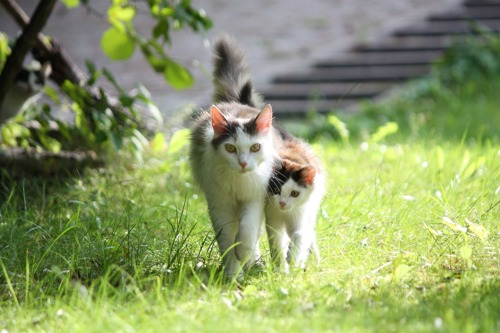 White and tabby cat with kitten walking in grass