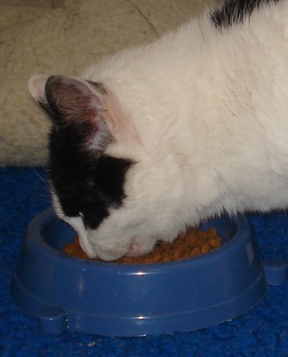 White-and-black cat eating dry food