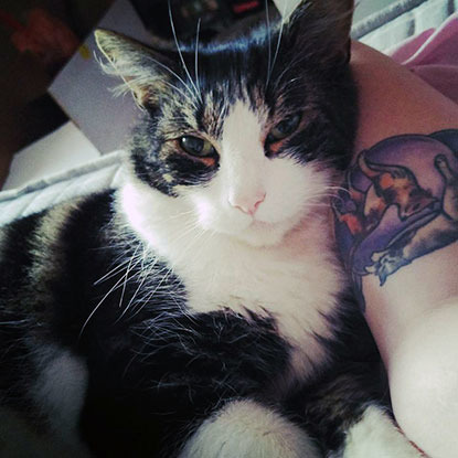 tabby and white cat lying on tattooed arm