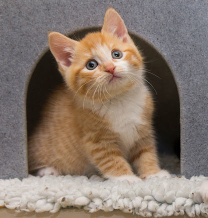 ginger and white kitten in feline fort