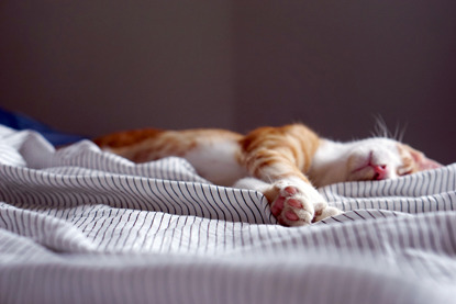 Ginger cat asleep on white striped bedding